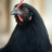 French Pool Favicon